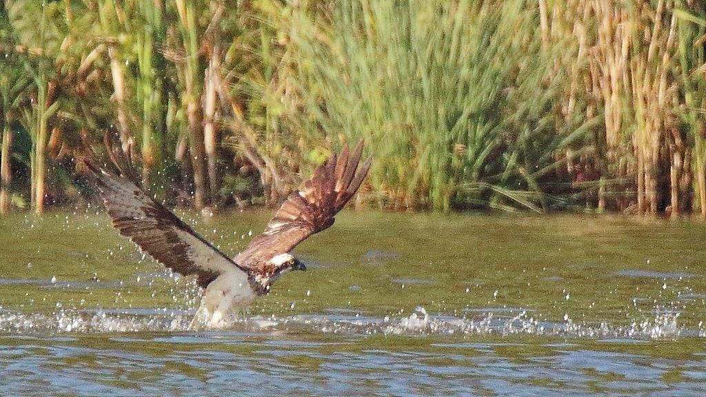 jagender Fischadler bei Streganz im Naturpark Dahme-Heideseen