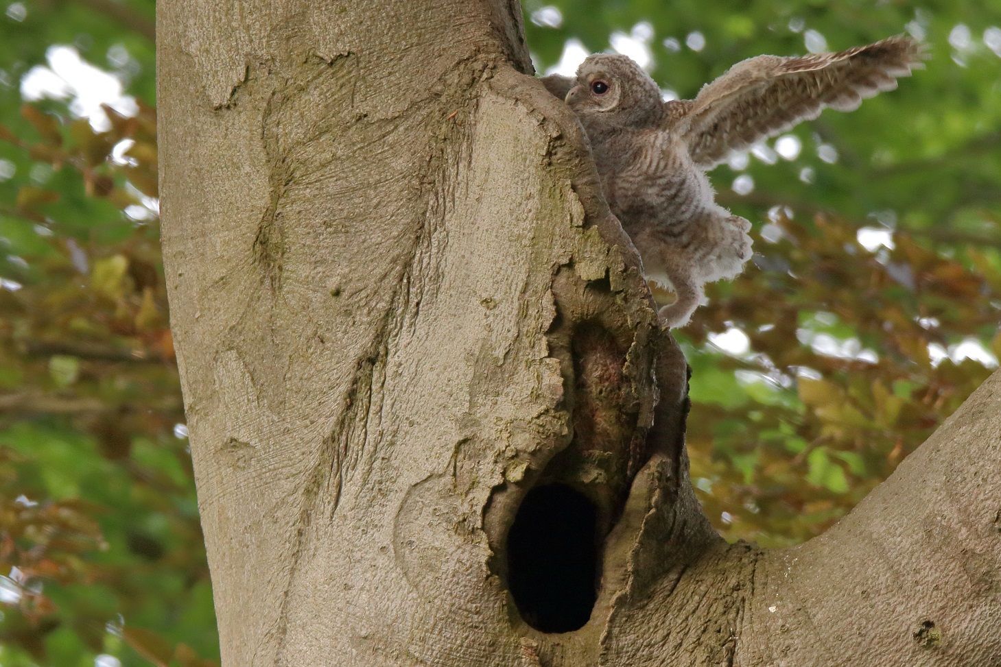 junger Waldkauz macht
 Flugversuche im Naturpark Dahme-Heideseen
