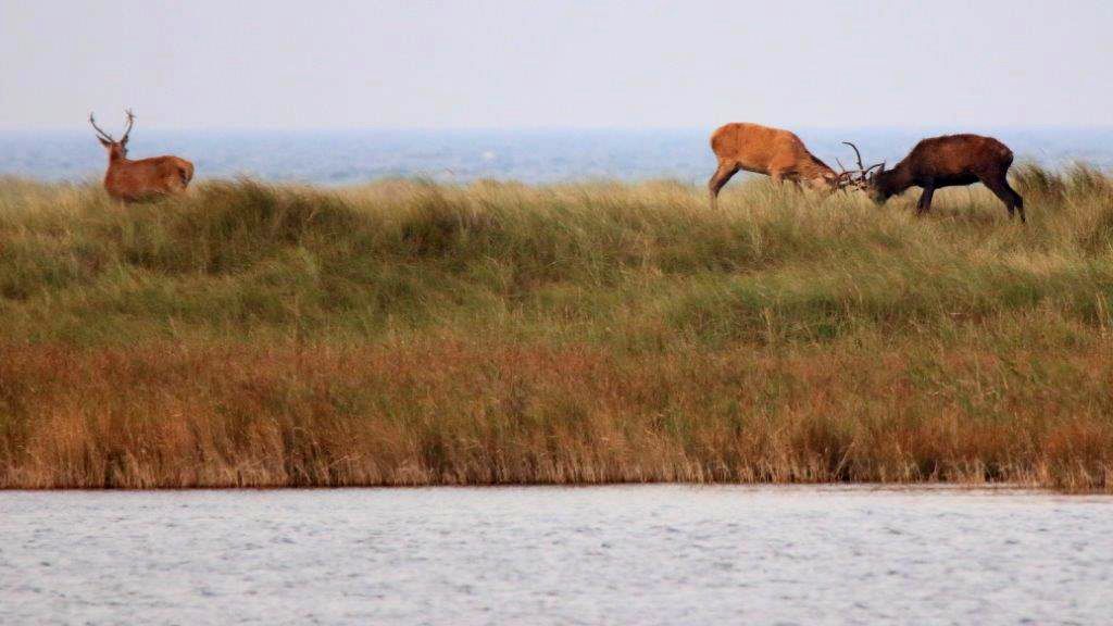 Rothirsche kämpfen auf dem Darss