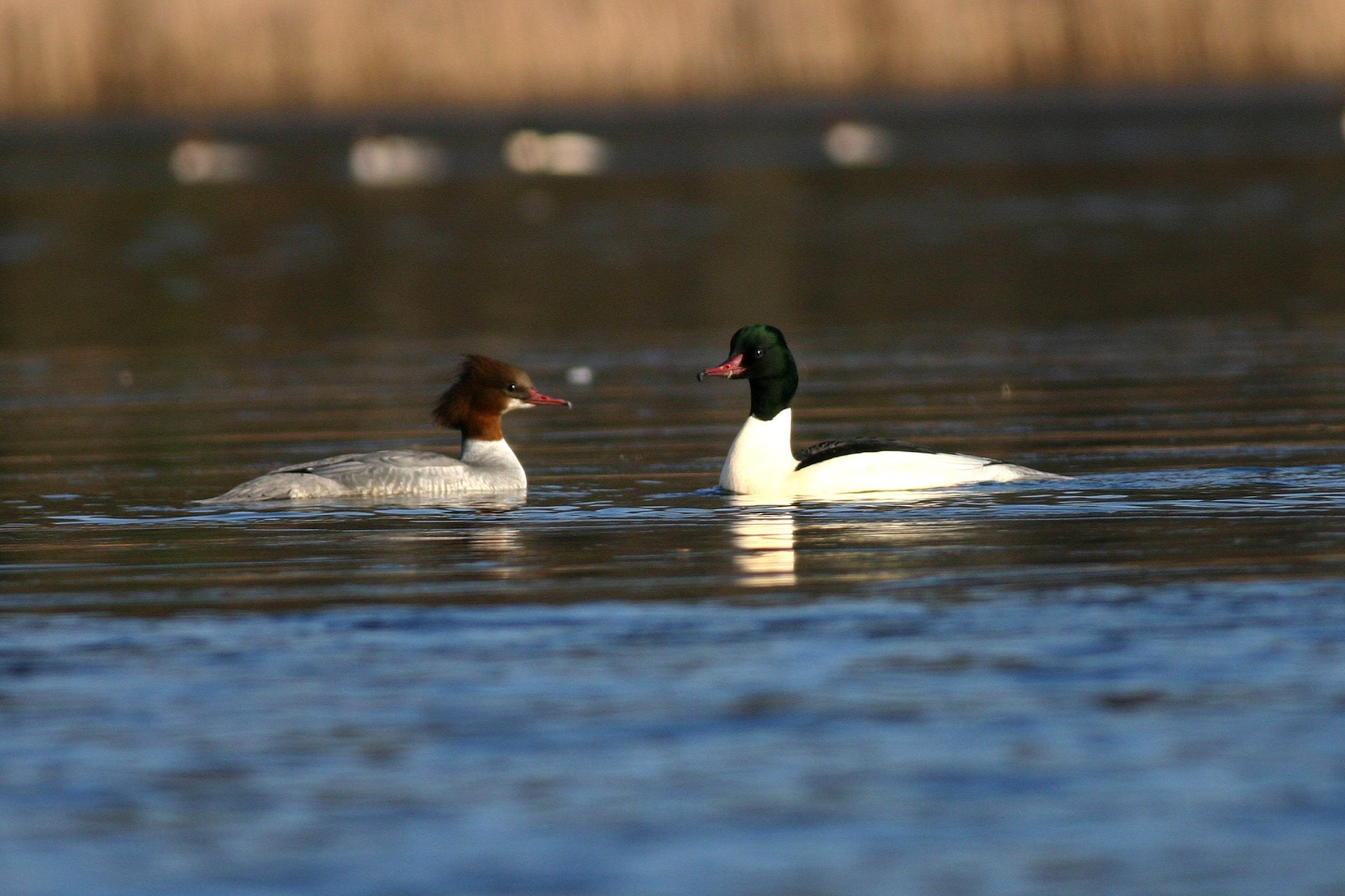Rechts das Männchen, links das Weibchen