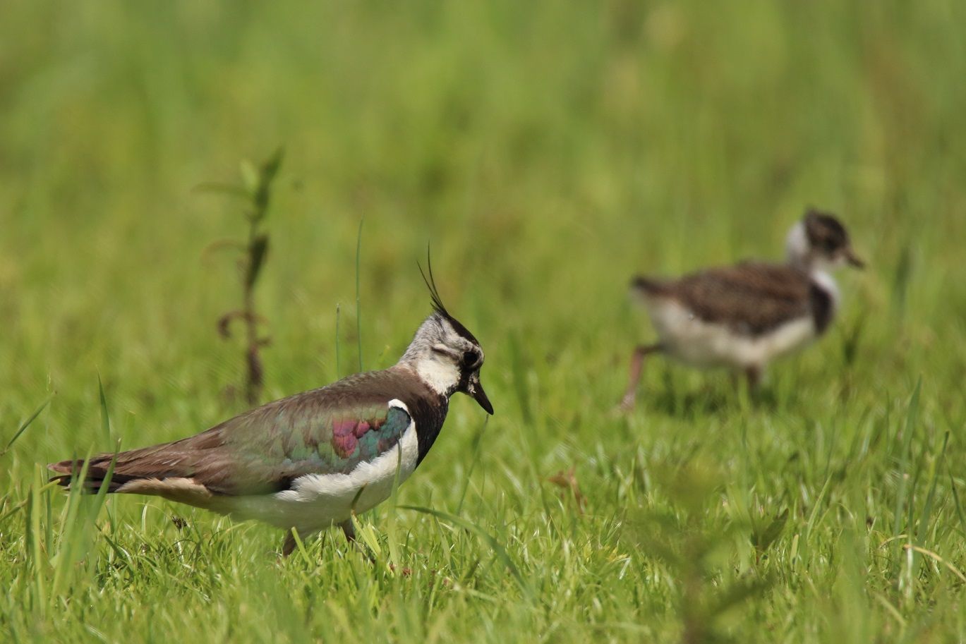 junger und alter Kiebitz im Naturpark Dahme-Heideseen  auf Futtersuche