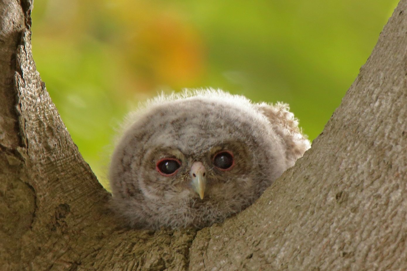 geschützt in der Astgabel im Naturpark Dahme-Heideseen