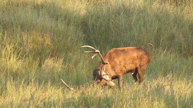 Rothirsch fegt auf dem Darss