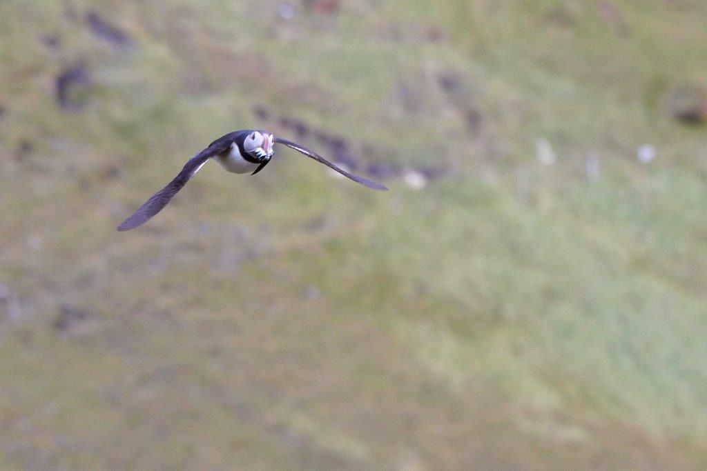 Papageitaucher fliegt auf den Westmännerinseln