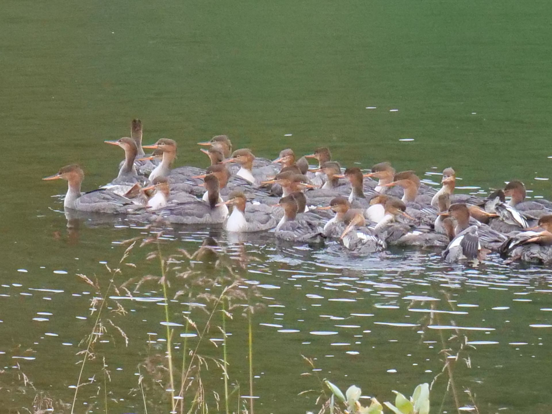 Gänsesäger Ansammlung