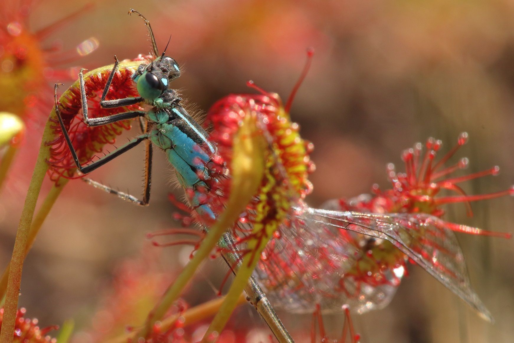 Pechlibelle im Sonnentau
