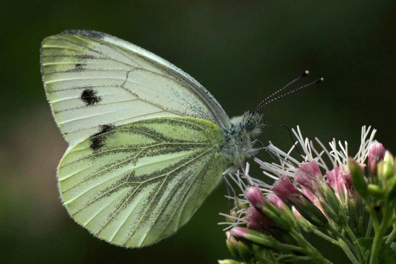 Großer Kohlweißling