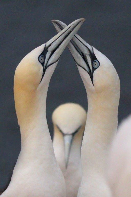 Basstölpeleltern mit Kind, vollendete Harmonie