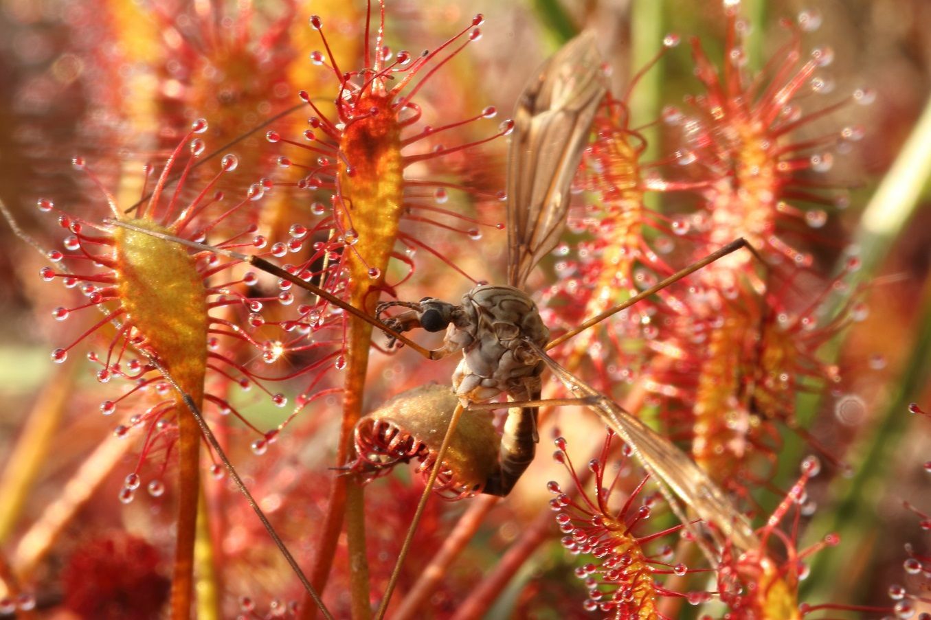 Gefangen im Sonnentau im Naturpark Dahme-Heideseen