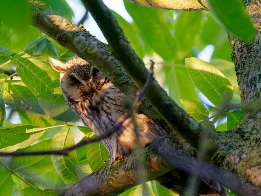 Hinter Blättern ist die Waldohreule verborgen