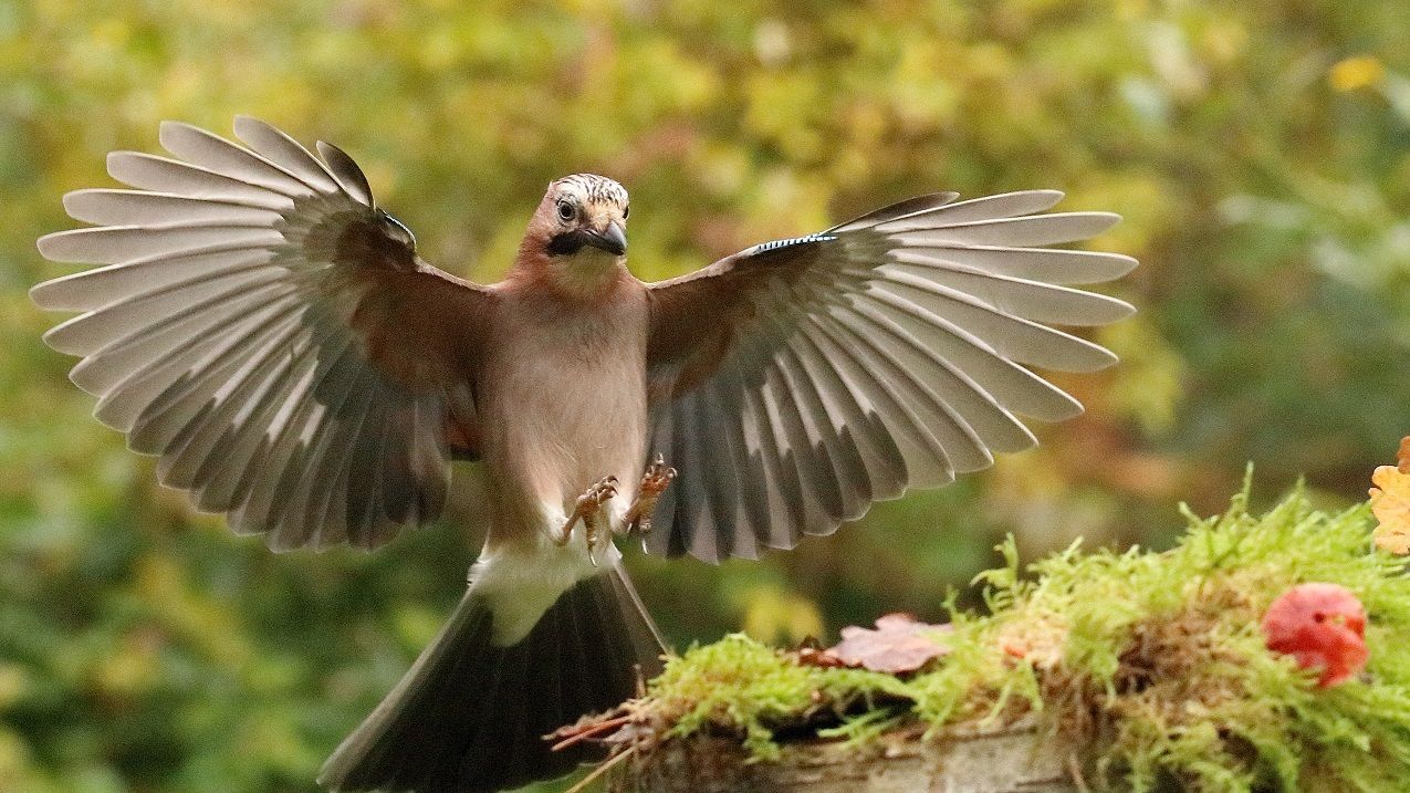 Eichelhäher mit breiten Schwingen