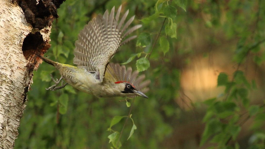 Grünspecht verlässt die Bruthöhle