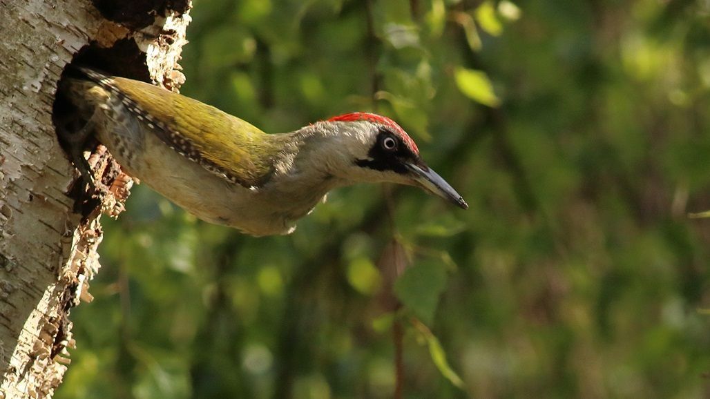 Abfliegender Grünspecht