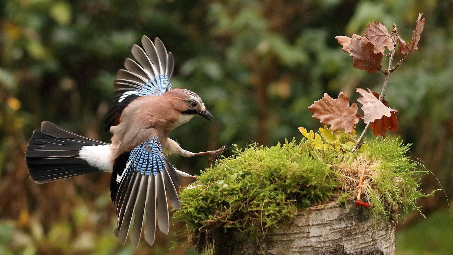Eichelhäher im Naturpark Dahme-Heideseen landet