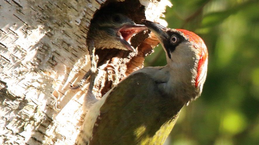 Grünspechtfütterung