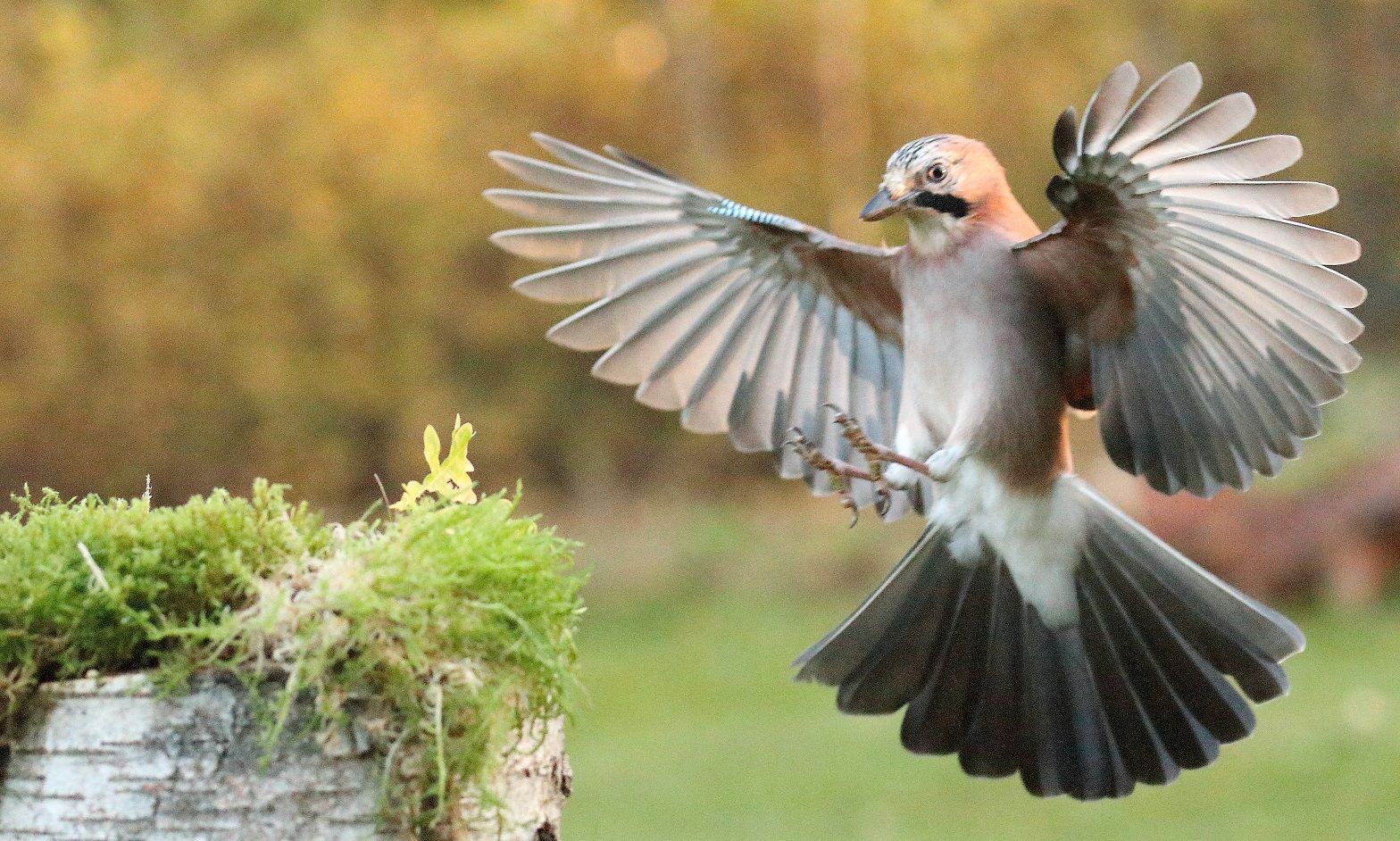 Eichelhäher im Landeanflug