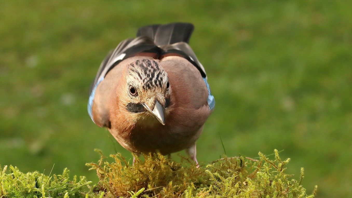Eichelhäher im Porträt