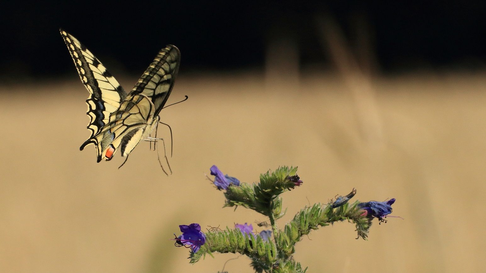Flug des Schwalbenschwanz im Naturpark Dahme-Heideseen