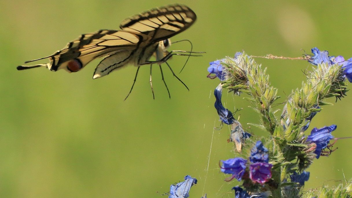 Flug des Schwalbenschwanz im Naturpark Dahme-Heideseen