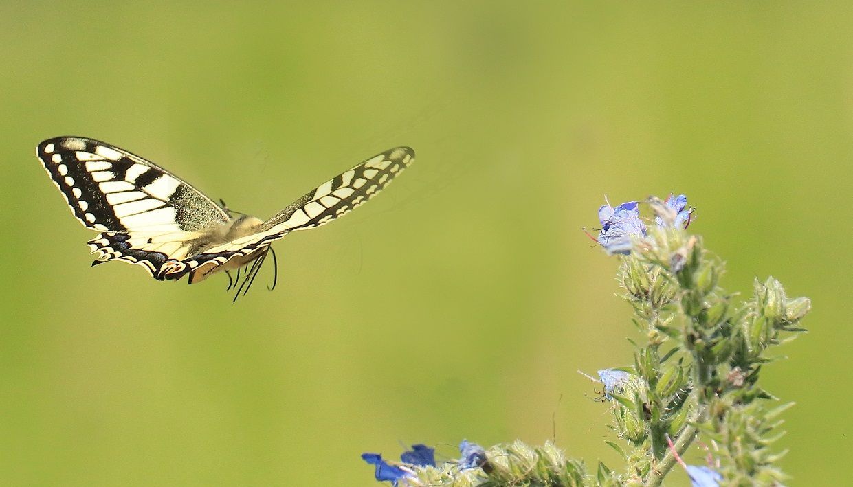 Flug des Schwalbenschwanz im Naturpark Dahme-Heideseen