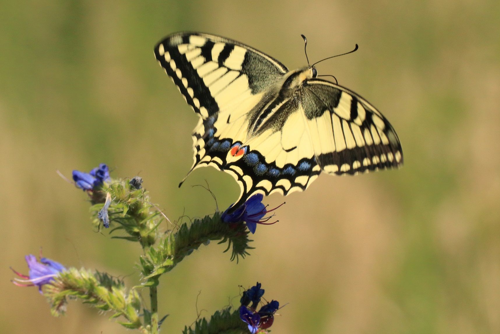 Flug des Schwalbenschwanz im Naturpark Dahme-Heideseen
