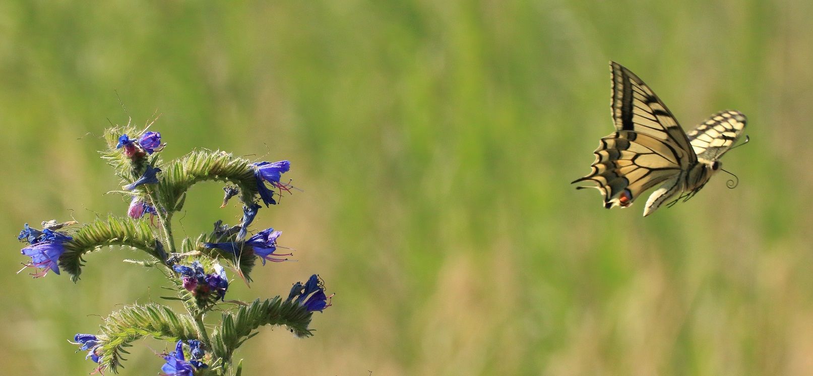 Flug des Schwalbenschwanz im Naturpark Dahme-Heideseen