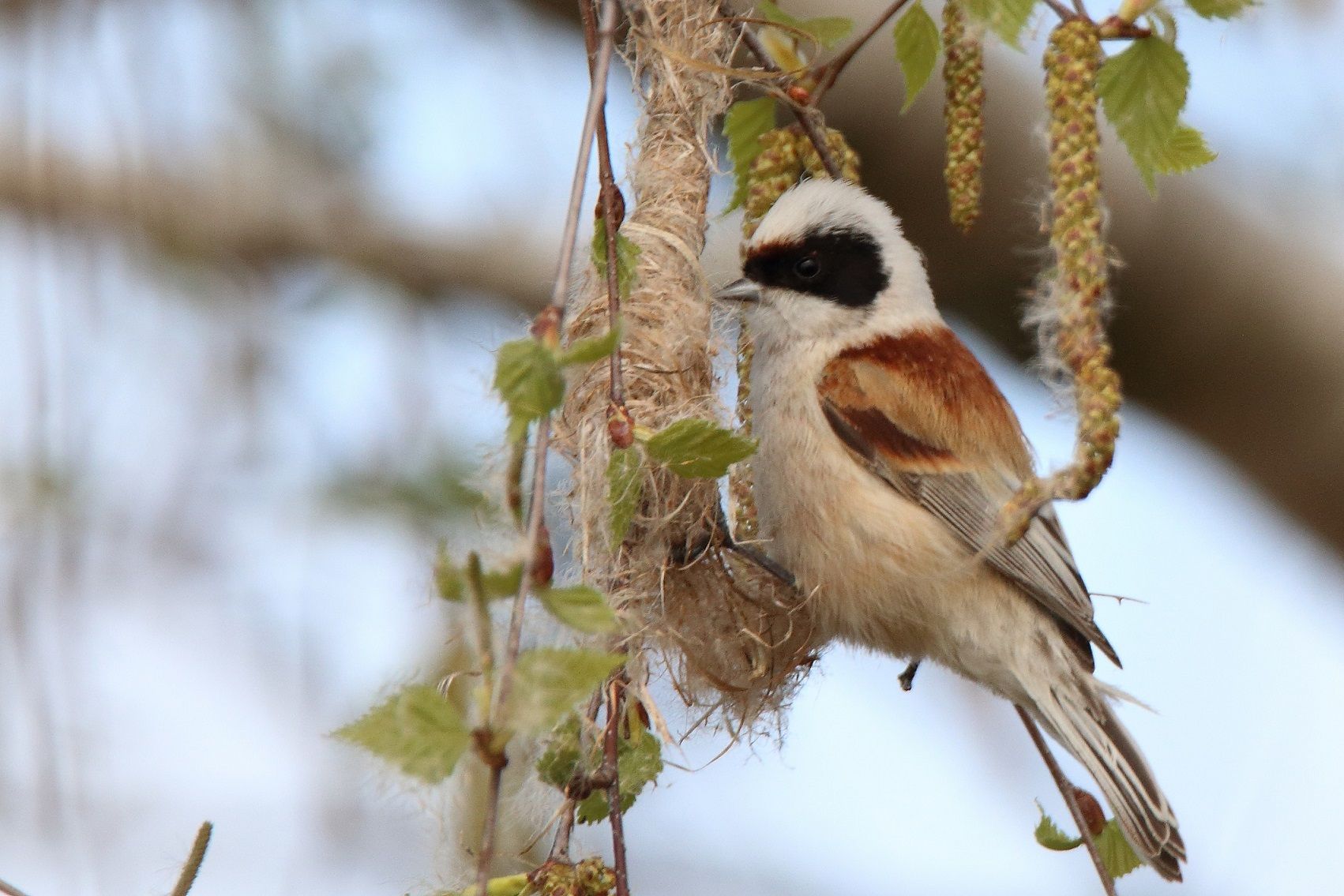 Beutelmeisen beginnt ihren Nestbau