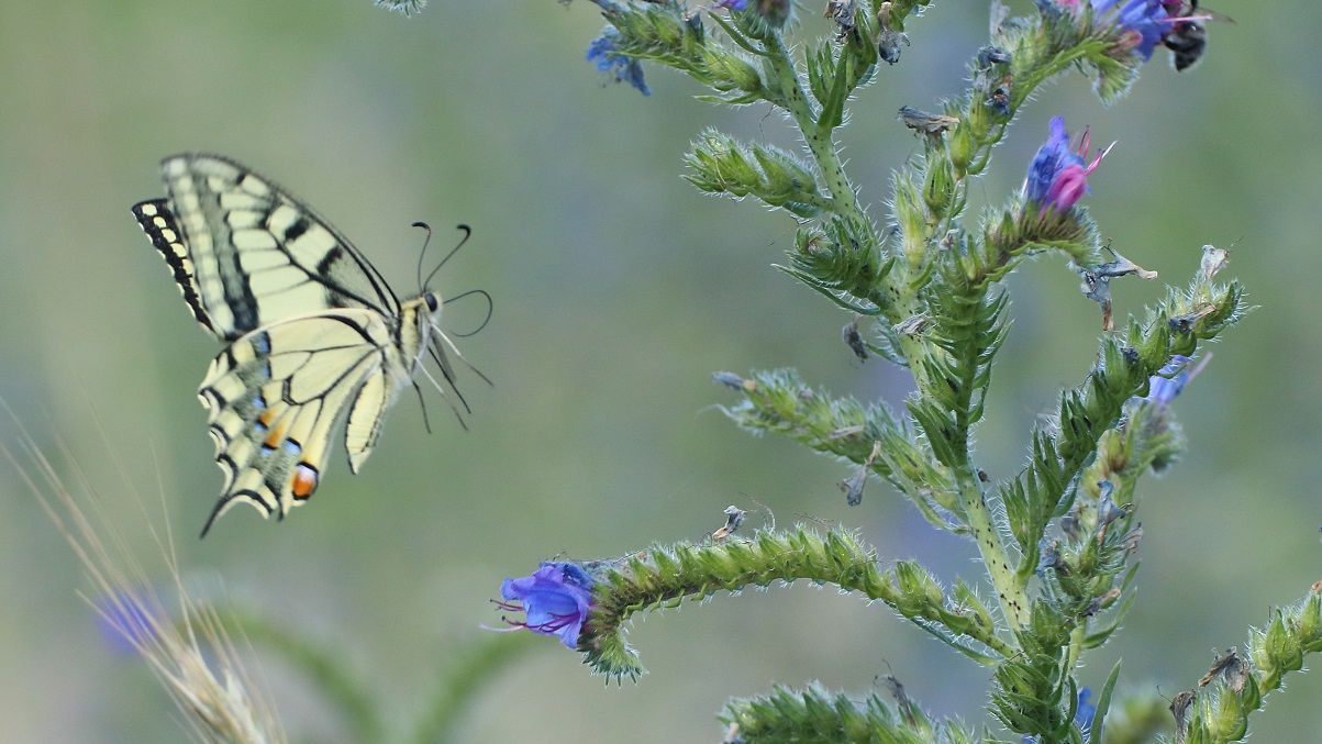 Flug des Schwalbenschwanz im Naturpark Dahme-Heideseen