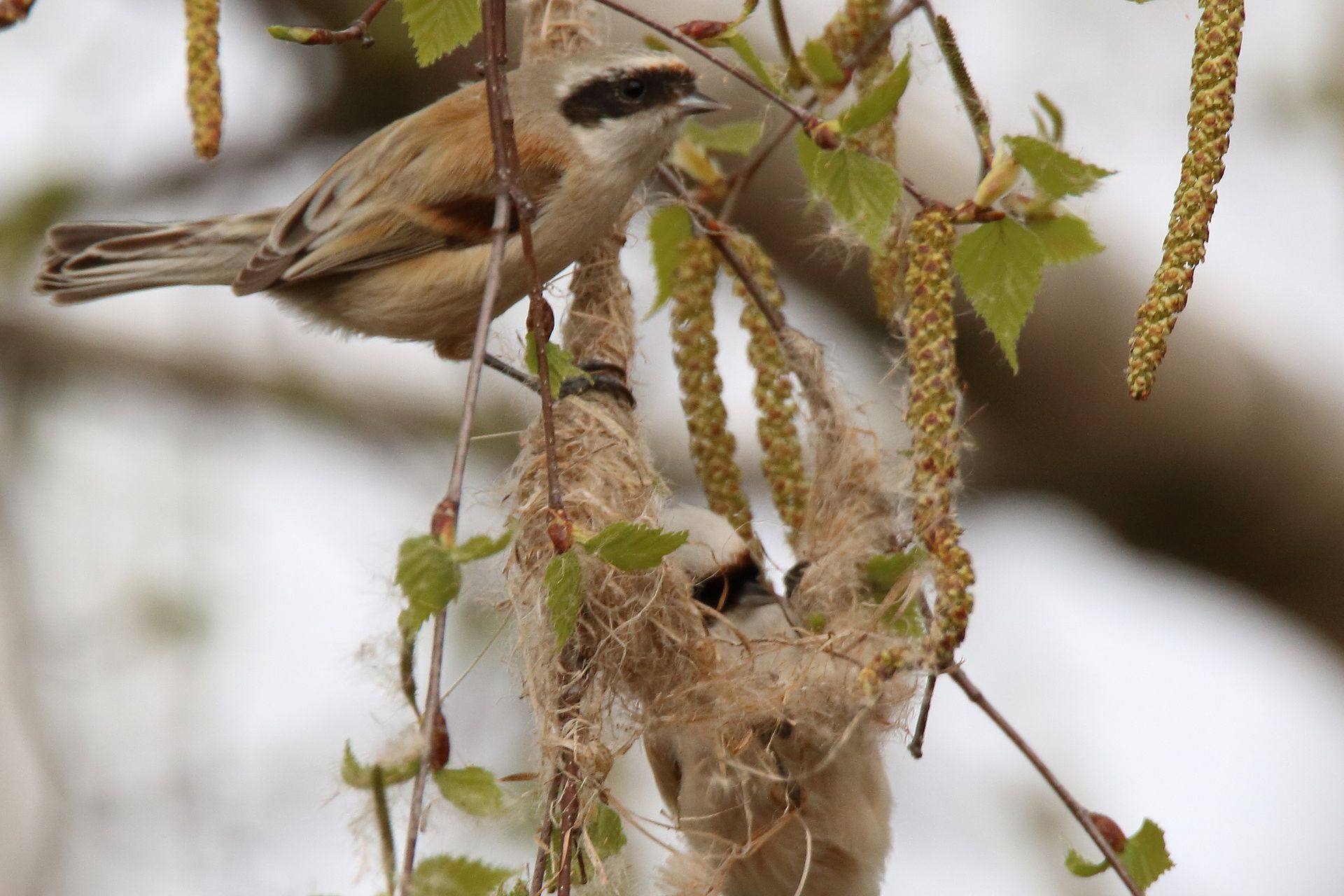 Beutelmeisenpaar im Nest