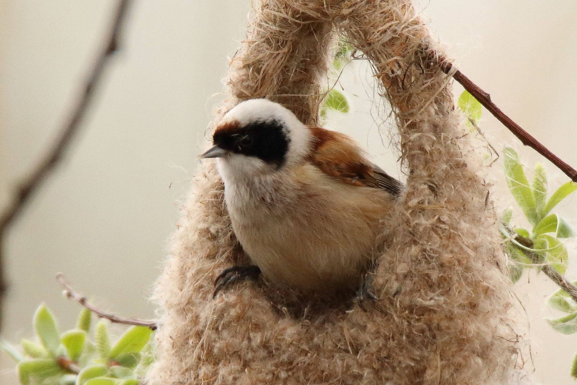 Beutelmeise schaukelt in ihrem Nest