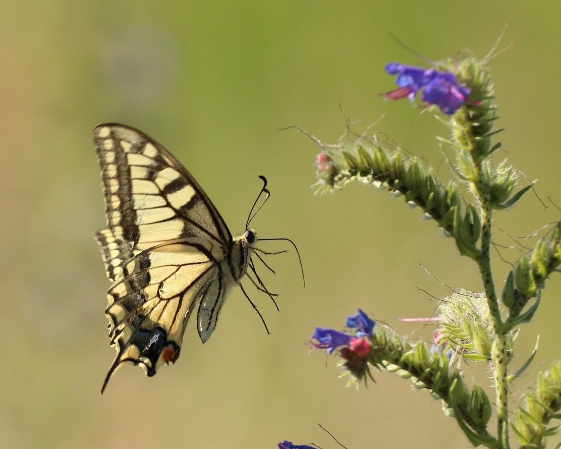 Flug des Schwalbenschwanz im Naturpark Dahme-Heideseen