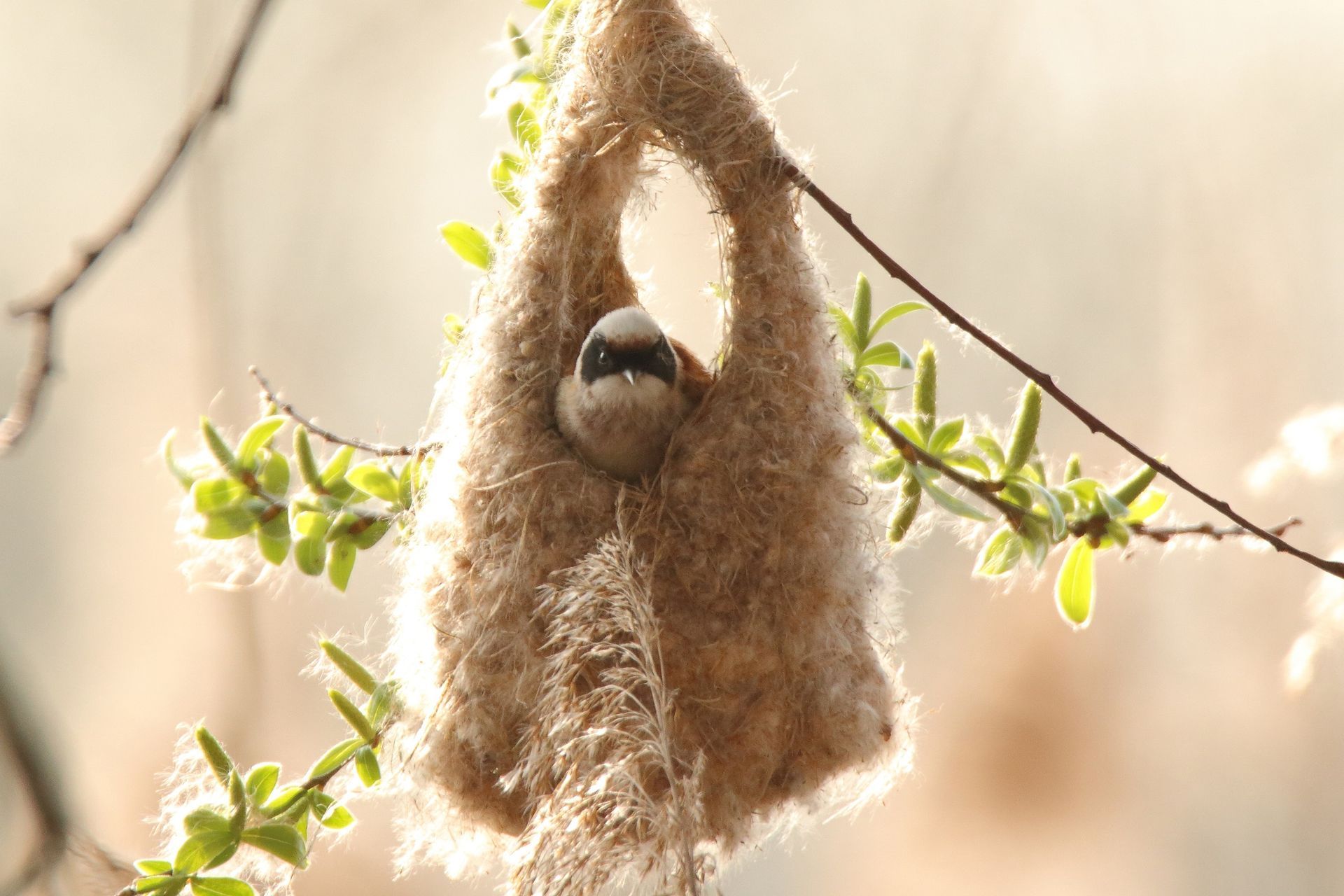 Beutelmeisen sitzt in ihrem angefangenen Nest