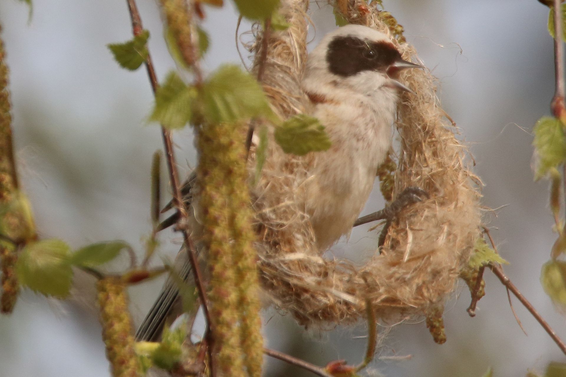 Beutelmeise beginnt ihren Nestbau