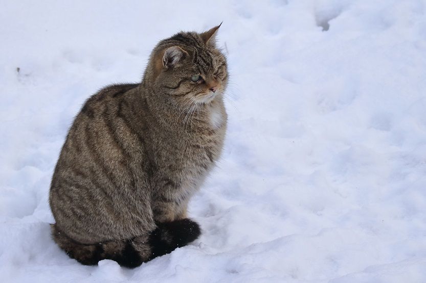 Wildkatze im Fichtelgebirge