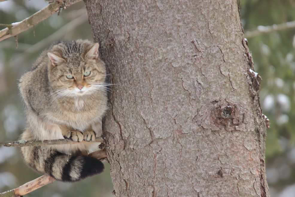 Wildkatzen im Fichtelgebirge