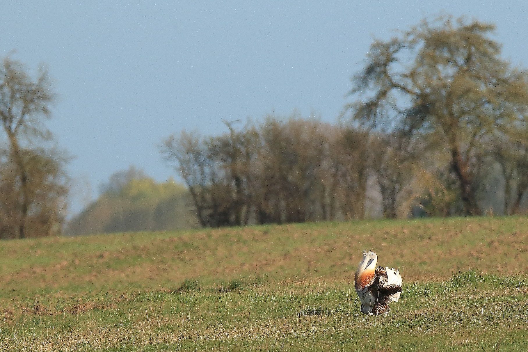 Großtrappe in Brandenburg