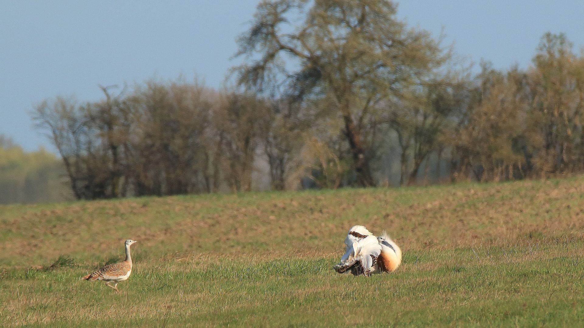 Großtrappe mit Henne