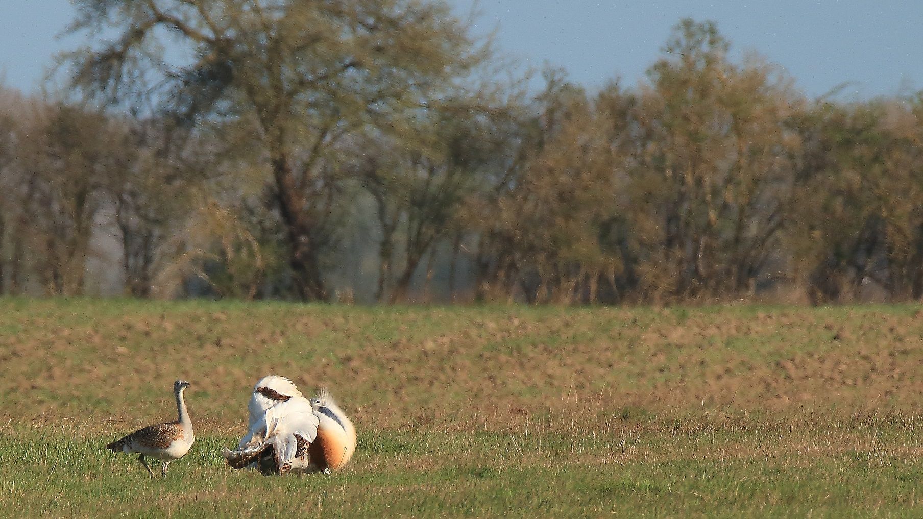 Henne folgt Großtrappe