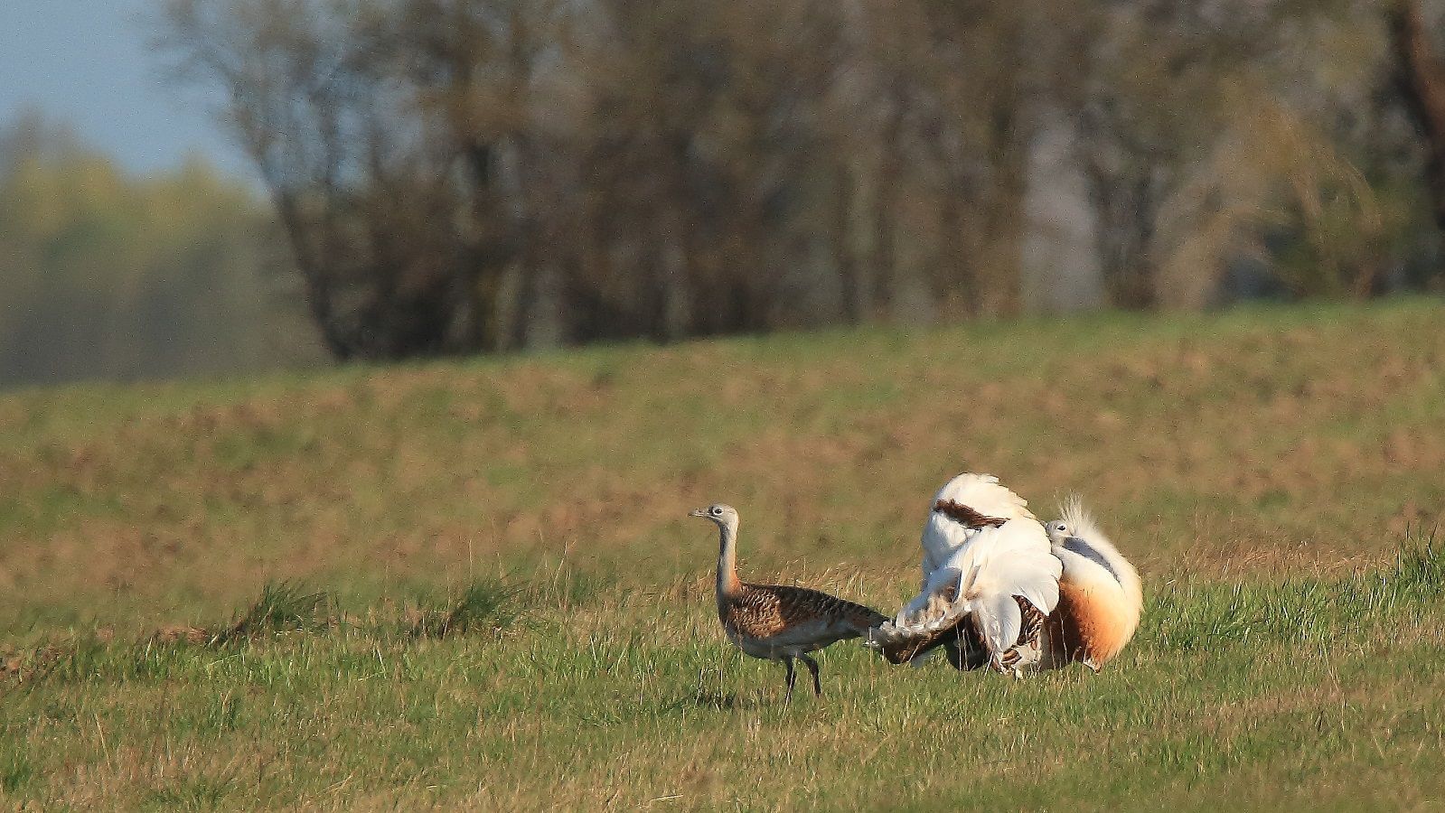 Großtrappe in Positur