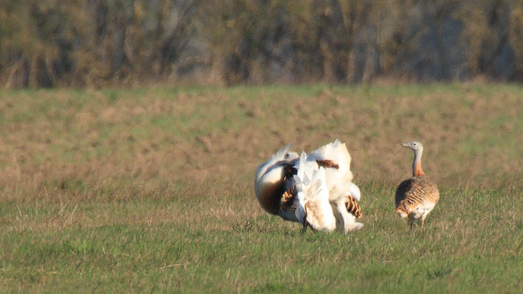 Henne bestaunt Großtrappe