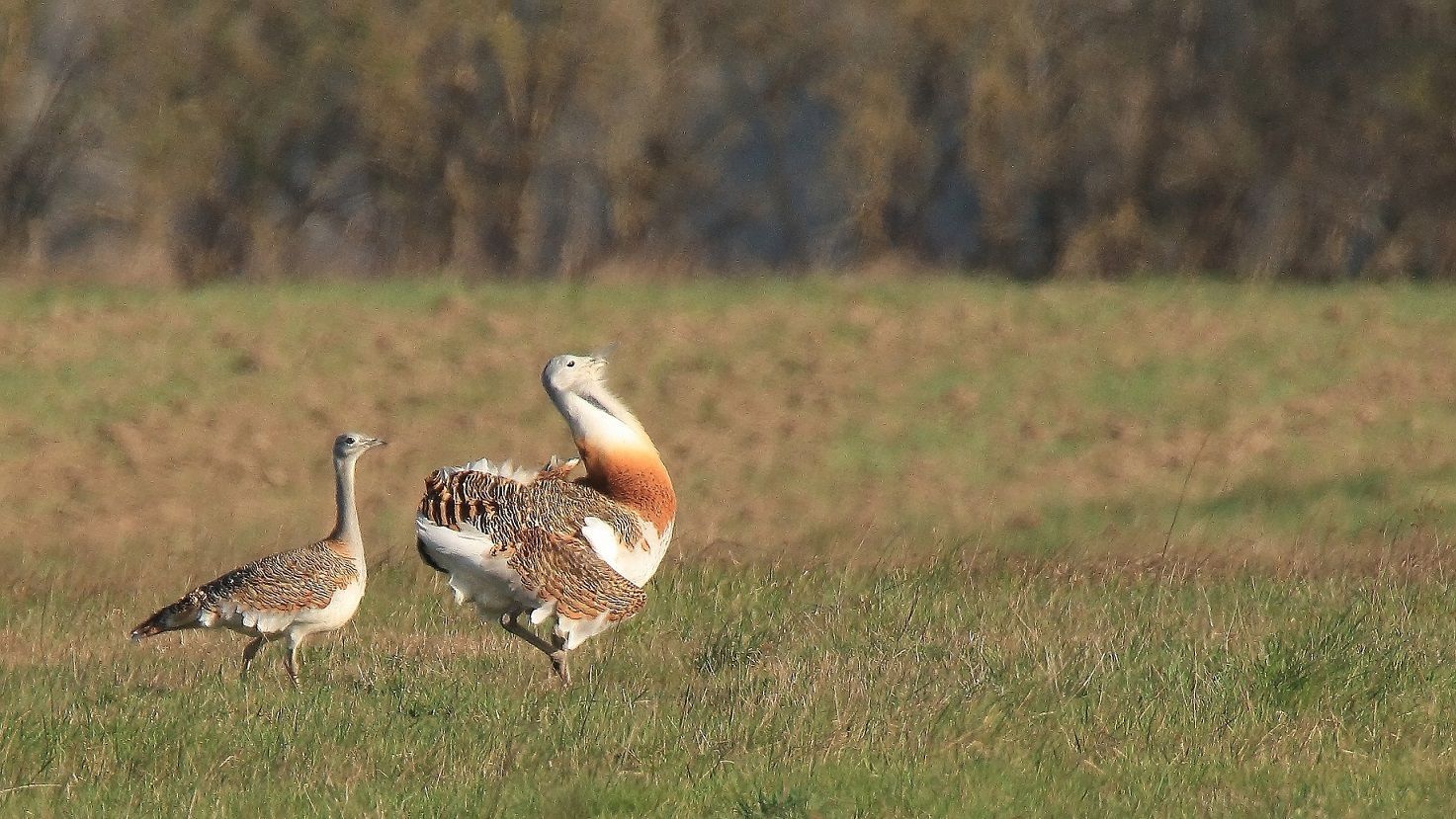 Großtrappe geht voran