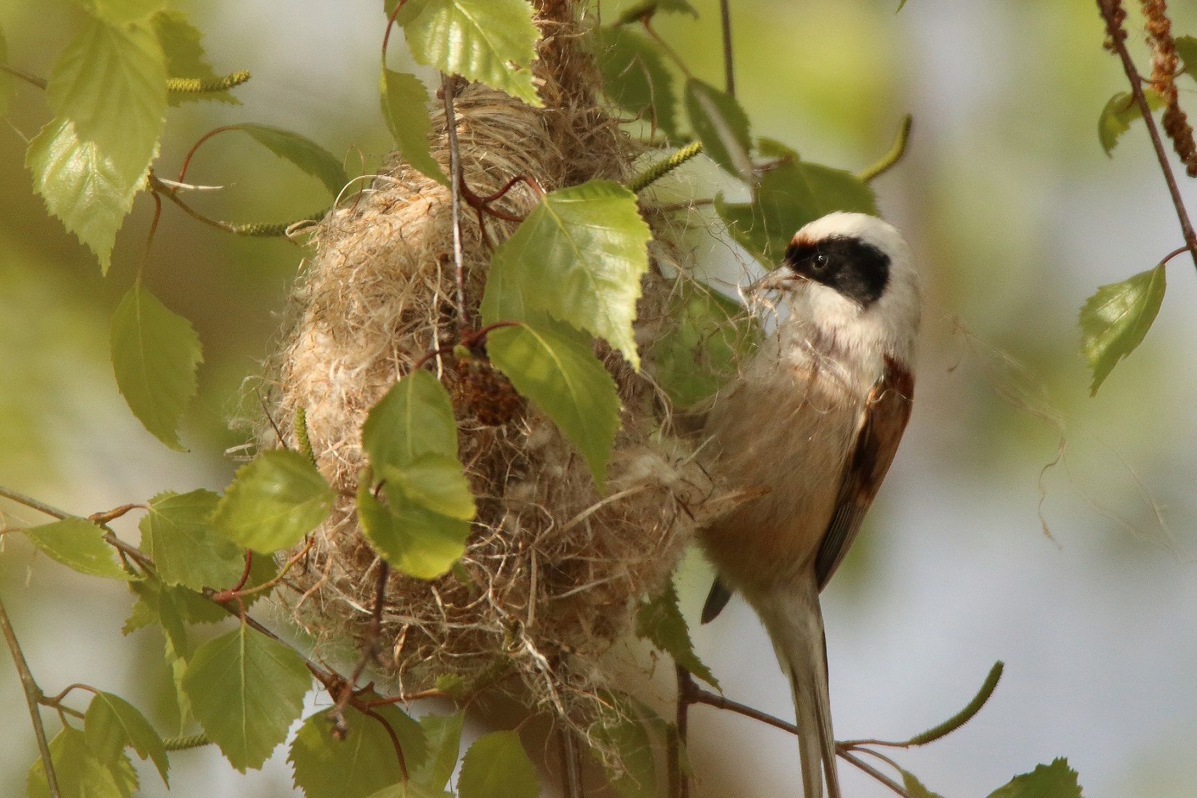 Beutelmeisen beim Nestbau