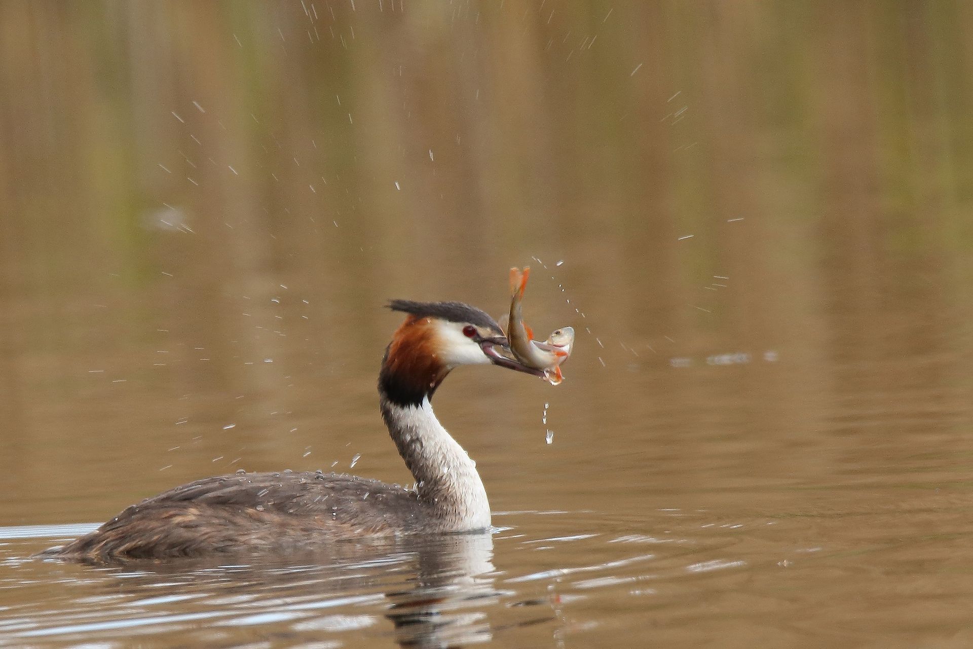 Haubentaucher mit erfolgreicher Jagd