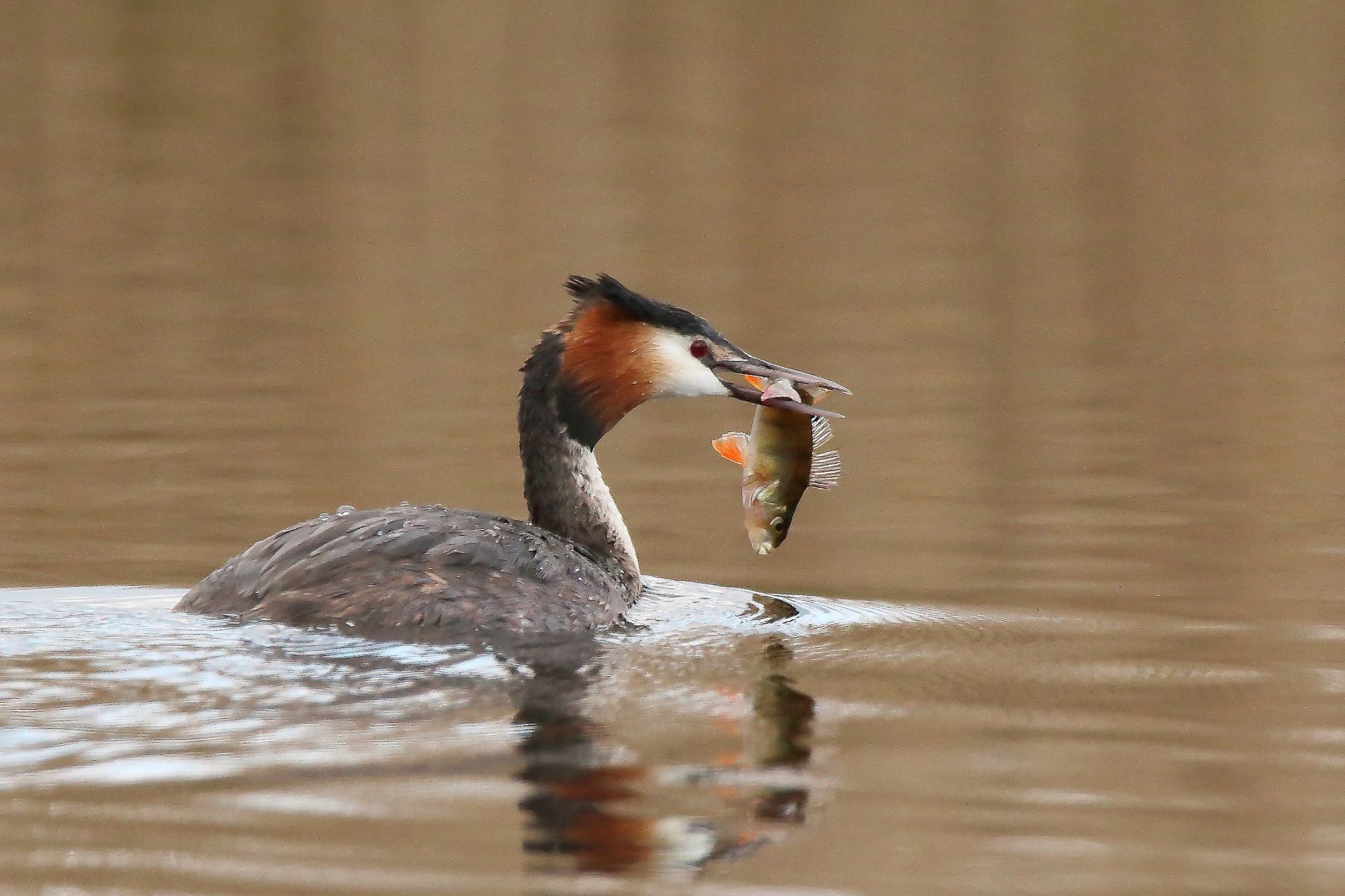 Haubentaucher mit Barsch als Beute