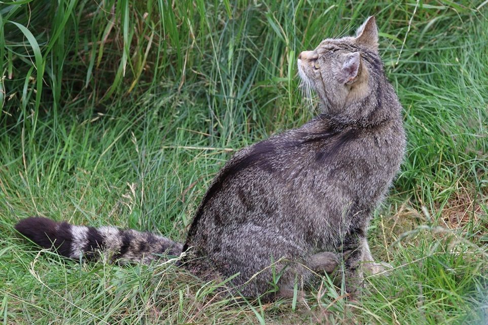 Wildkatzen im Fichtelgebirge