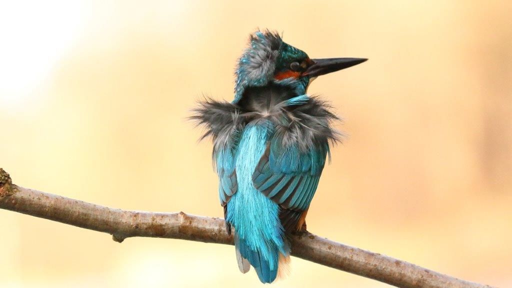 Eisvogel schüttelt sich