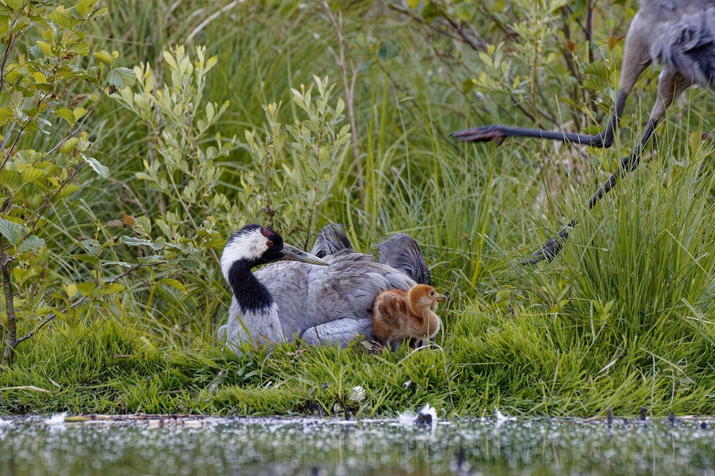 Kranichmutter mit ihrem Jungen