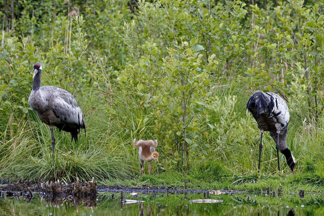 Kranich Eltern mit ihrem Jungen
