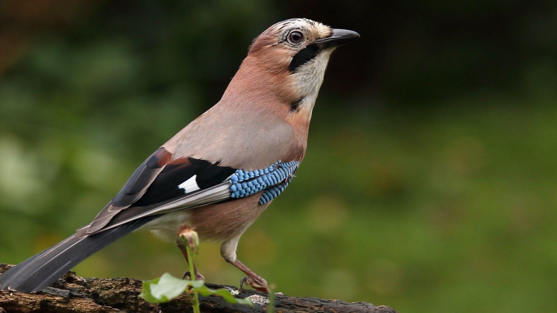 Eichelhäher in voller Schönheit