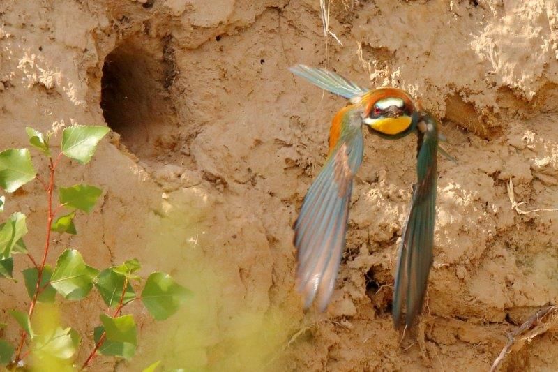 Bienenfresser im Abflug